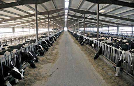 Application-Dairy-Farming-Automation