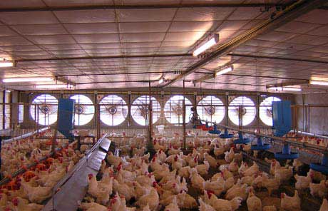 Application-Poultry-Farming-Automation